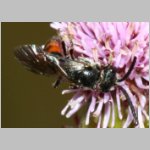 Sphecodes monilicornis - Blutbiene m001b 8mm - Sandgrube Niedringhaussee-det.jpg